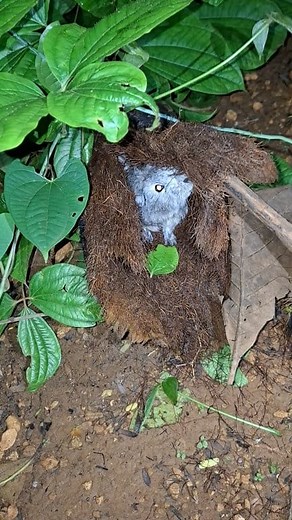 134K views · 668 reactions | What kind of animal is so scary | Asis | Facebook