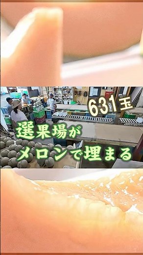朝だけで613玉！選果場がメロンで埋まりました【北海道・富良野】：北海道 富良野 メロン農家の寺坂農園