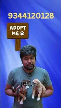 Cute Puppies for Adoption