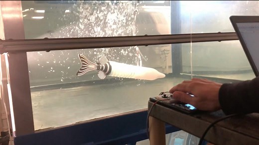 A Robot Swims with the Fishes | Radcliffe Institute for Advanced Study at Harvard University