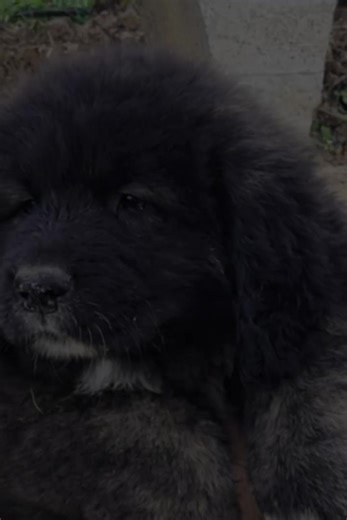 Caucasian Shepherd: The Majestic Giant Dog Breed