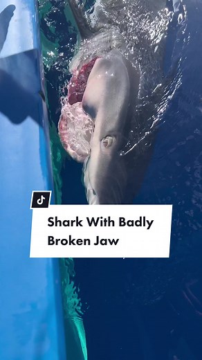 Shark With Broken Jaw - A Heartbreaking Reality in Our Oceans