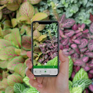 145 reactions · 72 shares |  Name that plant, flower or tree in 5 seconds with PlantSnap 3.0 -- now with Social Media! Our new PlantSnappers features lets you share plant photos and gardening tips with plant lovers in over 200 countries!  | PlantSnap | Facebook