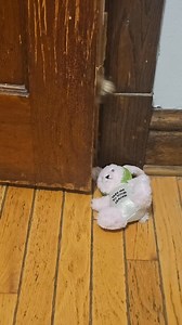 She doesnt like me taking her toys lol #Shorkie #Yorkie #Shitzu | Kae Rosado