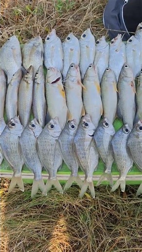 Tips for catching big fish before heading back to Saraburi.