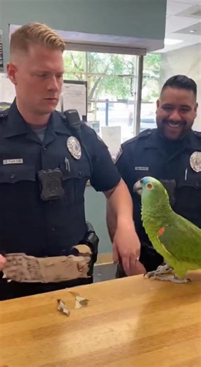 12K views · 450 reactions | Parrot vs Cop  #funny #parrot | Tara Hughes | Facebook