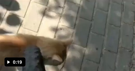 Obvious attempt at insurance fraud caught on camera!!!