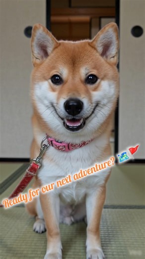 Ready for an adventure with Mameko? 🐾✨#shibainu #tatami #cute