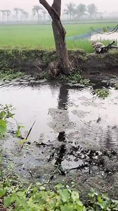 557K views · 1.8K reactions | দেখেন মাছ কিভাবে শিকার করতে হয়,, শেষ পর্যন্ত দেখেন | Md Roton | Facebook