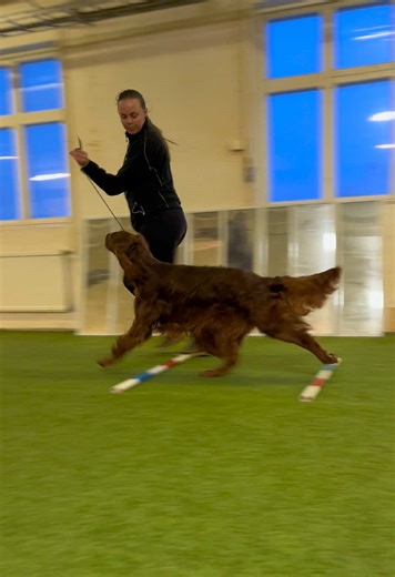 Cavaletti Workout for Show Dogs