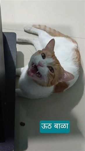 ऊठ बाळा जेवण करून घे🤣🤣#comedyviralvideo #cat #funny#cute #utube #