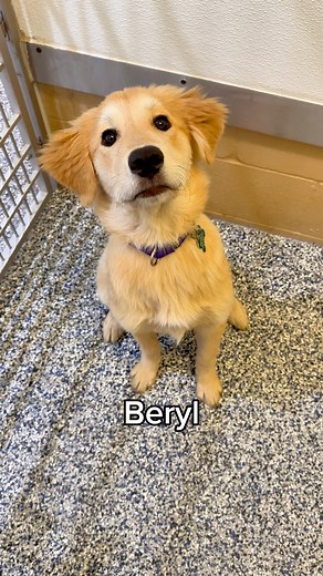 Did you see your new best friend?! Learn more about our adoptable dogs at SavingAnimalsToday.org! 🐶 | Animal Friends Alliance