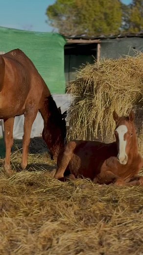 🇮🇹 Loro sono le due puledrine del @flowerranchfirenze 🌸🐴 Crescono libere, curiose e innamorate della vita del ranch — sempre pronte a correre, esplorare e ricordarci quanto è semplice essere felici quando si segue il proprio passo naturale. Ogni giorno con loro è pura magia ✨ ⸻ 🇬🇧 Meet the two little fillies of @flowerranchfirenze 🌸🐴 Growing wild, curious and full of life — always ready to run, explore and remind us how simple joy can be when you move at your own natural rhythm. Every da