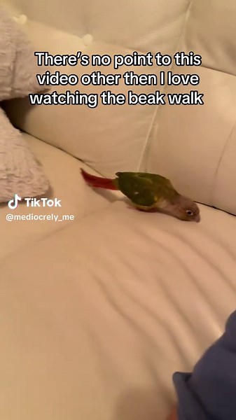 Cute Conure Parrot Beak Walking Fun