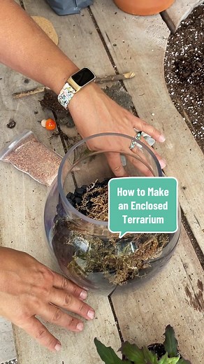 🌱Creating an enclosed terrarium is a fun plant project to do with friends or little gardeners! Here's what you'll need: --Terrarium with lid --Horticulture charcoal --Sphagnum Moss (dampened) --Soil --Mini plants --Decorative items like sticks, rocks, bark 🍄BONUS! add a little mushroom!! Get the supplies at Groovy Plants Ranch to create your own terrarium this weekend! #terrarium #enclosedterrarium #plantlove #miniplants #plantcrafts #creativegardening #howto