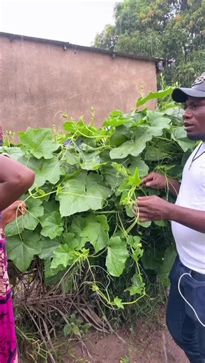 Iness Ntumba (@iness.ntumba0)’s videos with son original - Iness Ntumba