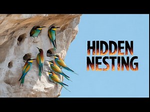 The Secret Life of Bee-Eaters Revealed!