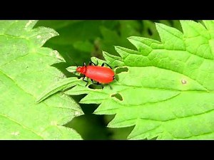 Beetle explores 'stinging nettle' leaves