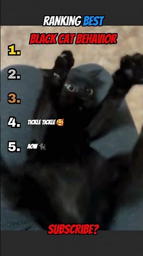 Ranking The Most Unhinged Black Cat Moves 🖤 #blackcat #funnycats #shorts