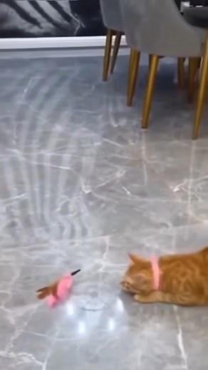 The ultimate cat toy 😆🤣😹 😅😝😳 | സിനിമ ലോകം