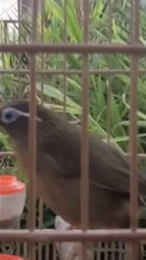 Mái Thúc Trống vip