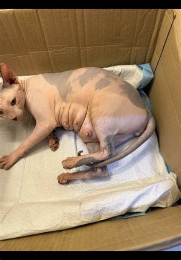 🎉 แม่หนังไก่แตกแล้วววจ้าา 2หน่อ 🎉 ขาสั้น1 ขายาว1 🎂 11 มกราคม 2569 เวลา 23.30 โดยประมาณ #เทรนด์วันนี้ #ฟีดดดシ #แมวน่ารัก #ทาสแมว #sphynx