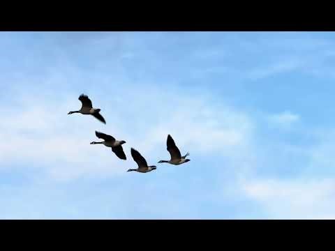 Geese formation flying overhead