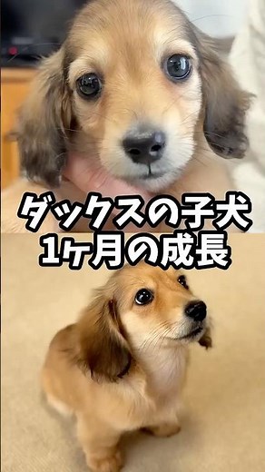 子犬ダックスのお迎え初日～1ヶ月の成長 #ダックス #puppy #癒し #かわいい