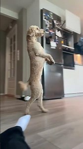 Dog walks on two feet across kitchen in Nittedal, Norway