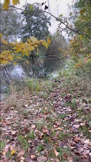 Autumn day fishing for pike and eel great Ouse riv #pikefishing #eelfishing #fishinguk #riverfishing