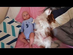 Cavalier King Charles Spaniel & Baby