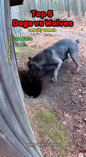 Cane Corso vs. Wolf Pack: Ultimate Guard Dog Instincts #animals #attack #viral #dog