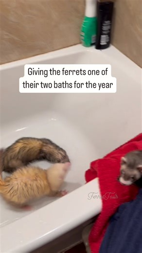 Ferrets really don’t need to be bathed often. This is because they do a great job at cleaning themselves. However, there are times when you may need to bathe them. I give my ferrets a bath about two times a year, once in the spring and once in the fall, normally around shedding season to help get any loose hairs off so they aren’t licking/eating them. Hairballs are known to cause blockages in ferrets. They don’t regurgitate them like cats. I bathe my ferrets using oatmeal in some form or another