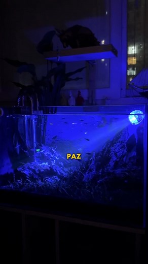 494 reactions · 34 shares |  ¿Tu acuario se ve aburrido? Cambia el ambiente cuando quieras con este foco RGB✨Fácil de instalar, seguro, sumergible y relajante. https://lotengotienda.com/products/foco-led-rgb-sumergible-para-acuario | Daniela Accesorios Incomparables | Facebook