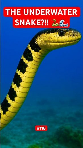 Arafura Snake: The Snake That Lives Underwater??! | A - Z Animals Part 118 |