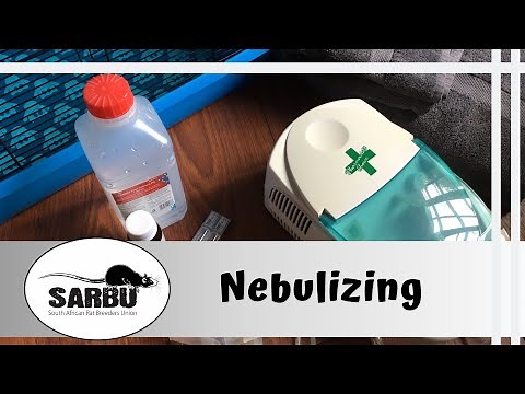 How to Nebulize Pet Rats