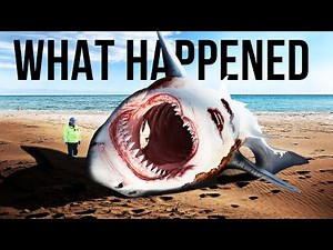 Scientists Have Found Why Megalodon Went Extinct