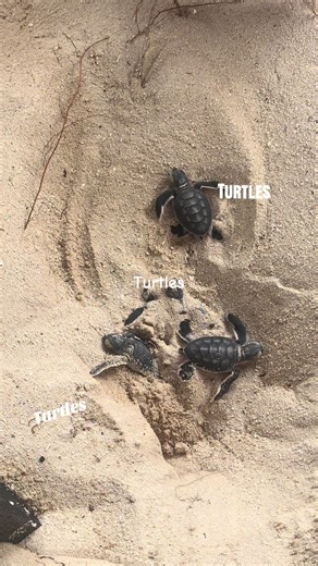 Understanding Turtles in Marine Conservation