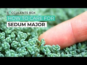 BEST TIPS: HOW TO GROW AND CARE FOR SEDUM MAJOR | SUCCULENT CARE GUIDE
