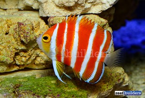 The Peppermint Angelfish at LiveAquaria | Reef Builders | The Reef and Saltwater Aquarium Blog