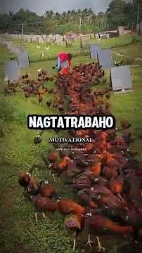 How to Properly Care for Gamefowl | Daily Routine, Feeding, Health & Ethical Tips