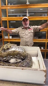 Momma python on the attack 😅 haha she ain’t so cute anymore 😂 🐍