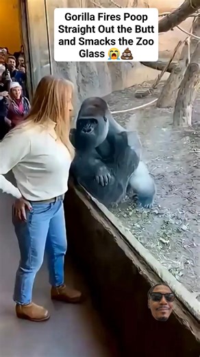 Antar Gholar on Instagram: "#Gorilla Fires #Poop Straight Out the Butt and Smacks the #Zoo Glass 😭💩"