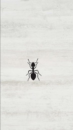 CAT'S TV - Catching Realistic Ants 🐜 Insects (Game for cats to watch) # #insects #cat #funny