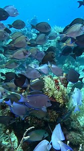 Beauty of the underwater world 🎥: @seasaltyspirits | Diving Specials