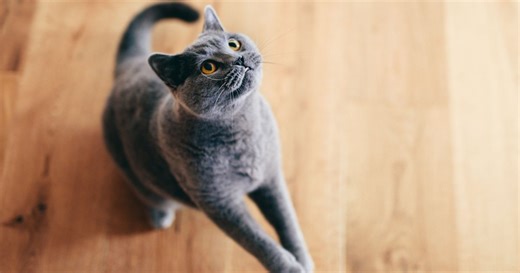 Faire jouer son chat avec un pointeur laser, est-ce vraiment une bonne idée ?