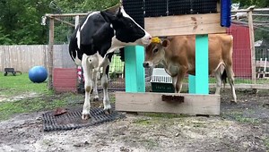Cows Love Their Homemade Scratching Post