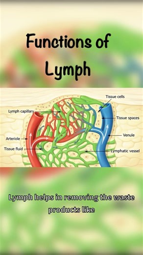 Functions of Lymph #sciencefacts #biology