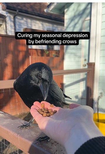 Befriending Crows to Combat Seasonal Depression