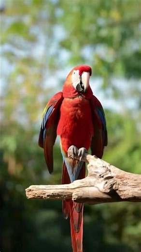MAJESTIC SCARLET MACAW | VIBRANT TROPICAL PARROT IN NATURE 🦜